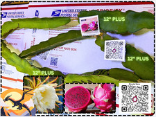 Bloody Mary Dragon Fruit 12"+ STARTER PLANT Cutting