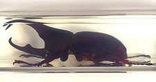 4.3 Real Xylotrupes Gideon Brown Rhinoceros B...