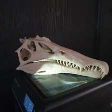 Spinosaurus Dinosaur Large Replica Skull
