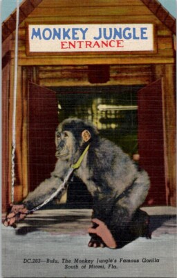 Monkey Jungle's Famous Gorilla Miami FL Vintage Postcard Wpc6