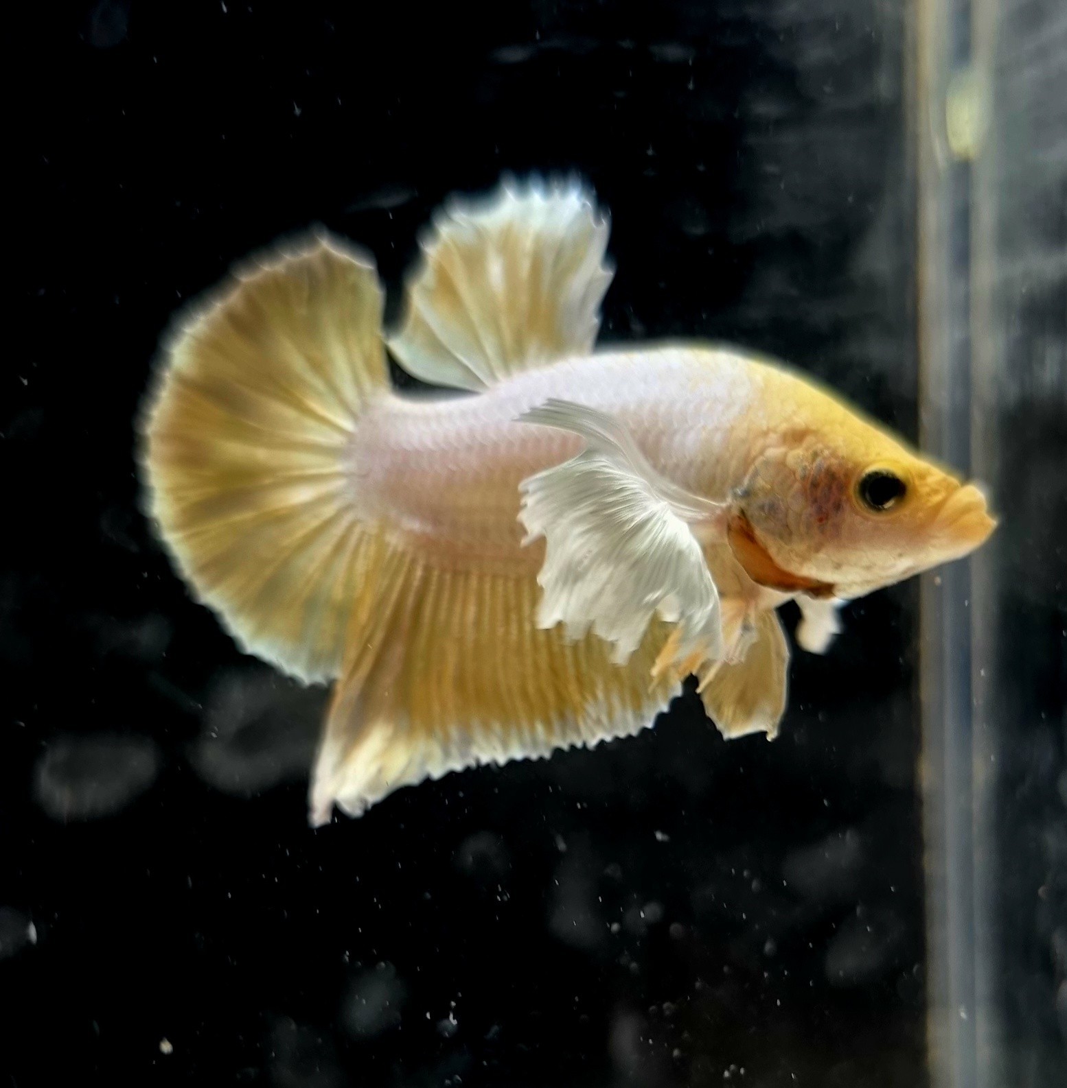 Live Betta fish Male Gold Dumbo HMPK  164