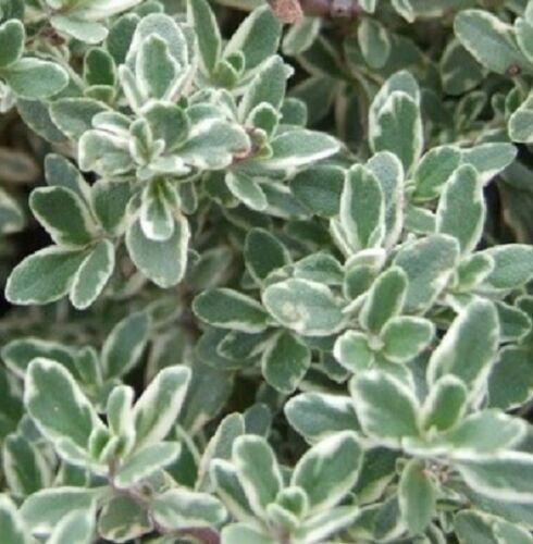 SILVER VARIEGATED THYME culinary herb plant in 100mm pot - Picture 1 of 2