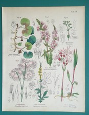 FLOWERS Plants Fringe Pink Cuckoo F. Hazelwort Agrimony - 1845