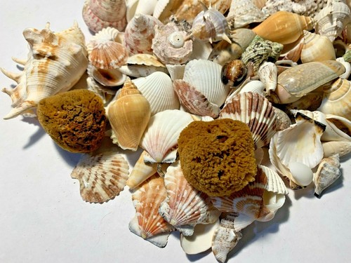 3 lbs. Large Indo Seashells Sea Shells Best Price FREE Ship! - Picture 3 of 5
