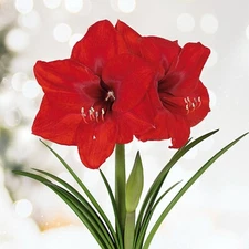 Garden State Bulb Red Lion Amaryllis Flower Bulbs, 26/28cm, Holiday Blooms!