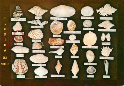 Ansichtskarte, Muscheln, Dodson's Shell Shop, Florida