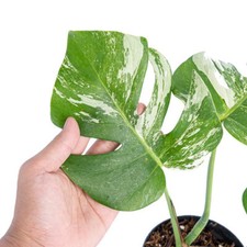 Monstera Variegated Exotic Live Plants Free Phyto Certificate DHL Express