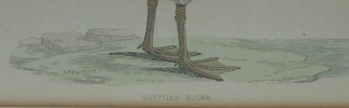Antique Art Print 1865 B. Fawcett Vintage Full Color Egyptian Goose Framed Print - Picture 3 of 4