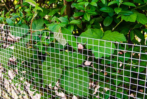 Maschendrahtzaun Drahtzaun Volierendraht Hasendraht Drahtgitter Gartenzaun 25m - Bild 5 von 9