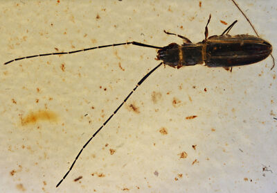 Extremely Rare Silvanidae (Flat Bark Beetle), Fossil inclusion in Burmese Amber