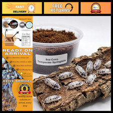 10 Dairy Cow Isopods  8oz Coco Springtails  Live Arrival, Fast Shipping 