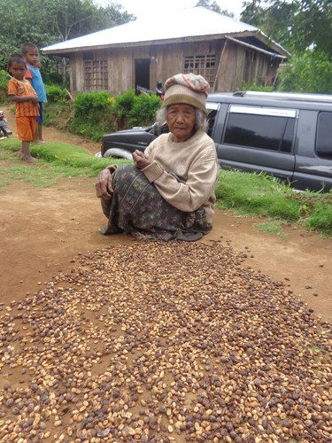 Lavanta Coffee Nicaragua Jinotega SHG Arabica Green or Roasted Coffee - Picture 9 of 12
