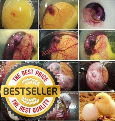 Hatching egg spray 4pk incubation hatching egg spray,  ALL-NATURAL   