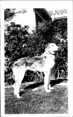 Close Up Side Profile Borzoi Dog Outdoors B+W Found Photo V4470