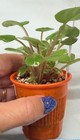African Violet~ Colorbook Trail! Standard Trailer!~Starter — photo 2