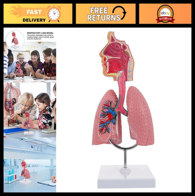 3D Human Lung Model & Nasal Cavity Anatomy Tool - PVC Respiratory Teaching Aid