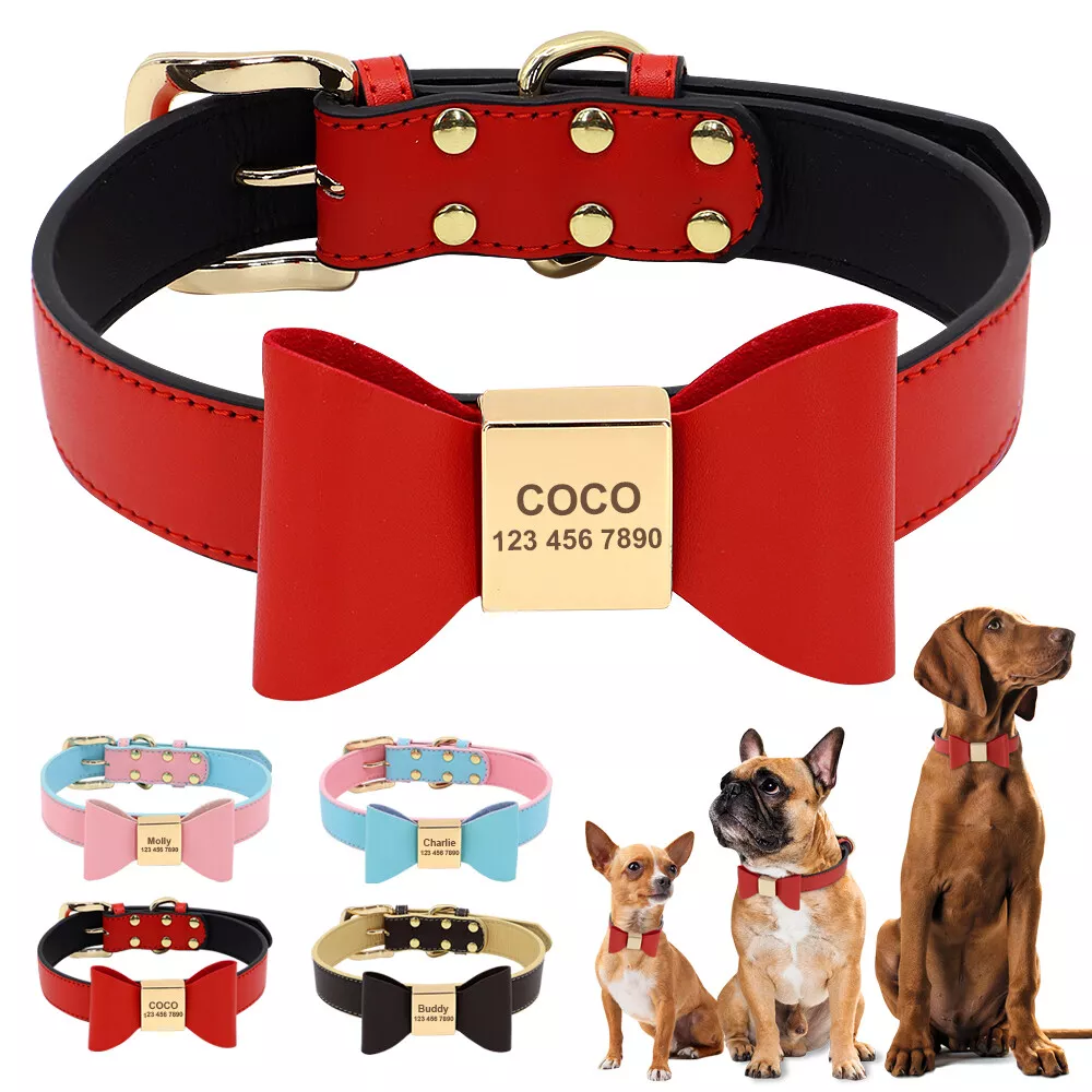 Buddy dog collar top