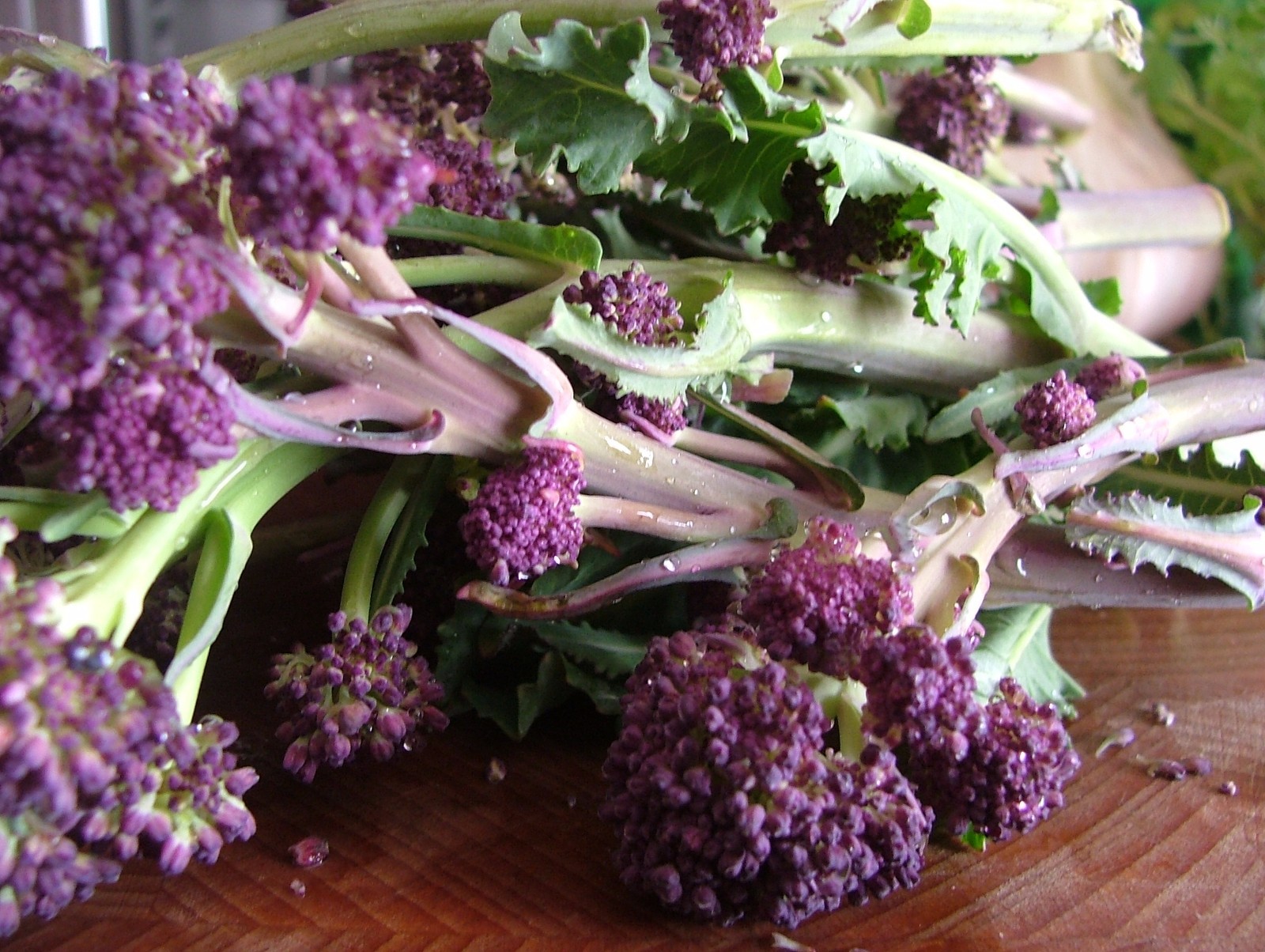 BROCCOLI - PURPLE EARLY SPROUTING - 5 GRAMS FINEST SEEDS