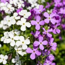 50 Mixed Perennial White & Pink Flower Seeds UK Hesperis