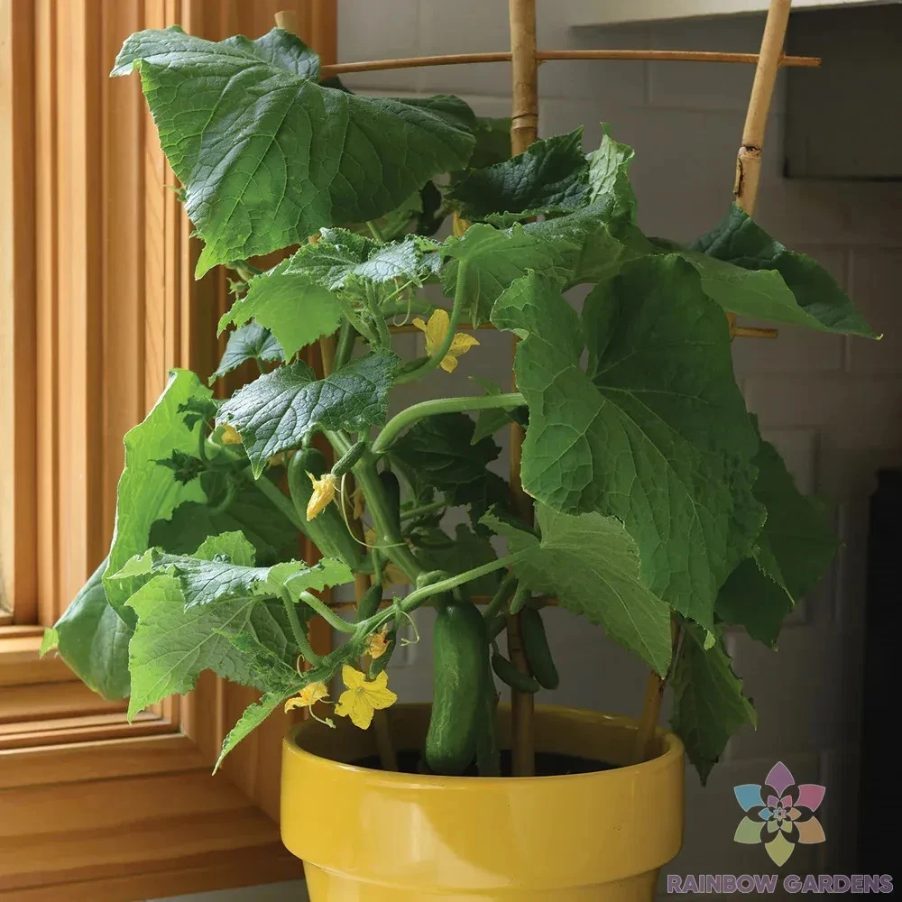Cucumber Seeds