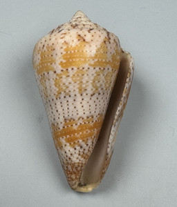 Conus dominicanus Hwass, 1792 50.9 mm