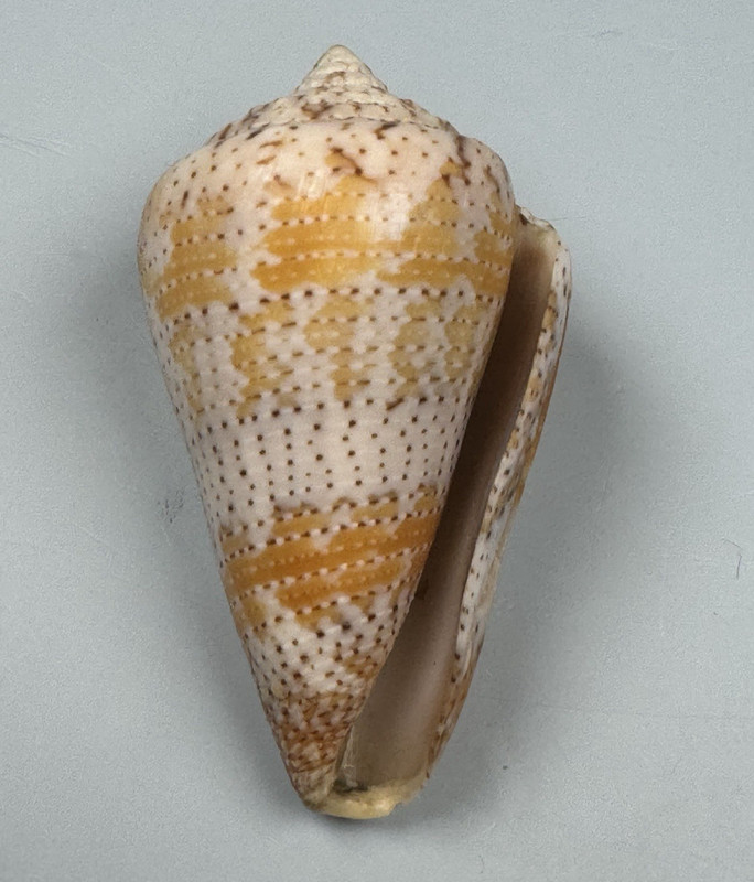 Conus dominicanus Hwass, 1792 50.9 mm