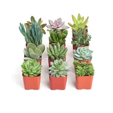 Unique Succulent Collection (12-Pack)