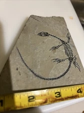 Keichousaurus Hui Fossil Plus Fossil Leaf On Reverse . WorldWideFossil Strasburg
