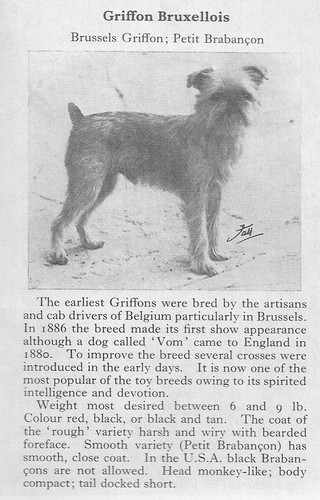 Brussels Griffon - CUSTOM MATTED - 1970 Vintage Dog Art Photo Print - GIFT