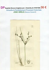 19th century - JONC HAIL (Juncus Gesneri) superb engraving from 1810/1836