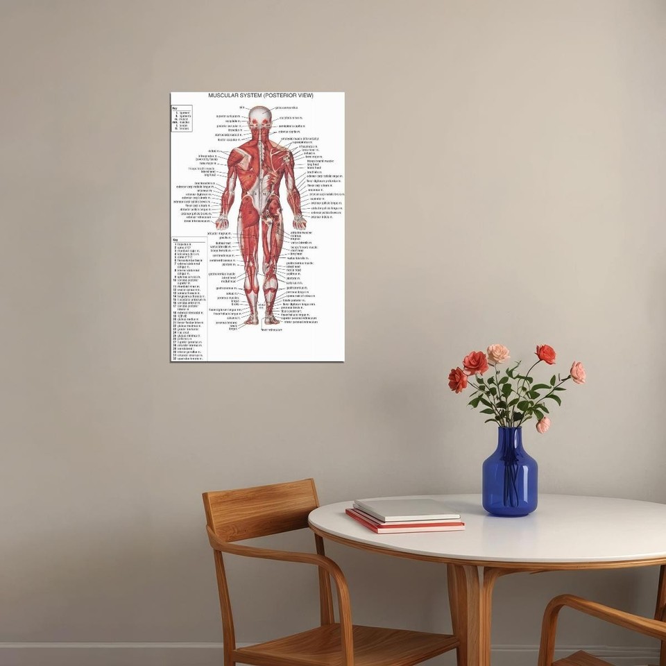 644120 Human Body Anatomical Ch Muscular System Wall Art Print Poster ...