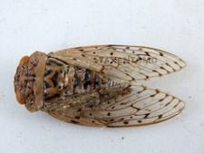 Auchenorrhyncha sp.