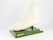 Merck Sharpe & Dome Anatomic Foot Model
