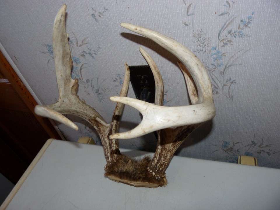 HEAVY TALL 8 POINT Whitetail Deer rack Antler taxidermy LOG CABIN ...