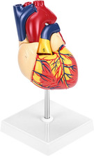 Human Heart Model Life Size 2-Part Anatomy Detachable Front Wall Magnets Stand