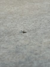 NOS Elgin 4/0 CDR 4790 Balance Staffs