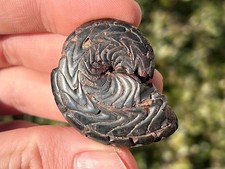 Discoclymenia cucullata Fossil Goniatite Morocco Ammonite Devonian Age