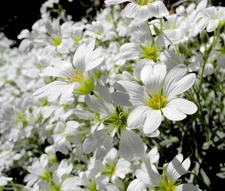 SNOW IN SUMMER Cerastium Tomentosum - 60,000 Bulk Seeds