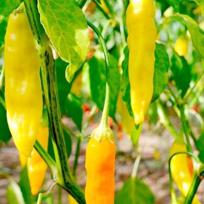 BIO Aji Amarillo Peru Lemon Drop Chili Yellow Chili Hot Pepper 30 SAMEN