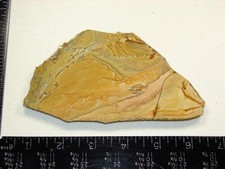 Excellent Flowering Owyhee Picture Jasper Slab - 150g - Old Stock / Old Coll.