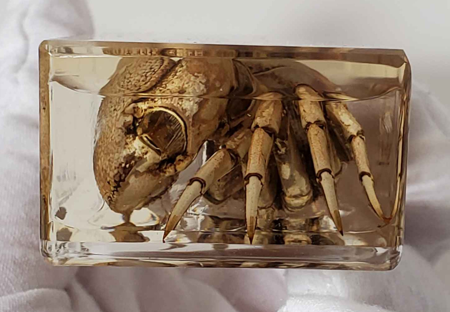 Fiddler Crab Specimen in Resin, EXACT ITEM PICTURED, Real Specimen Paperweight