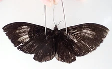 M18820. Insects, butterflies: Moth. Central Vietnam.