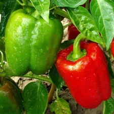 California Wonder Bell Pepper Seeds 50+ Sweet Vegetable NON-GMO FREE SHIPPING