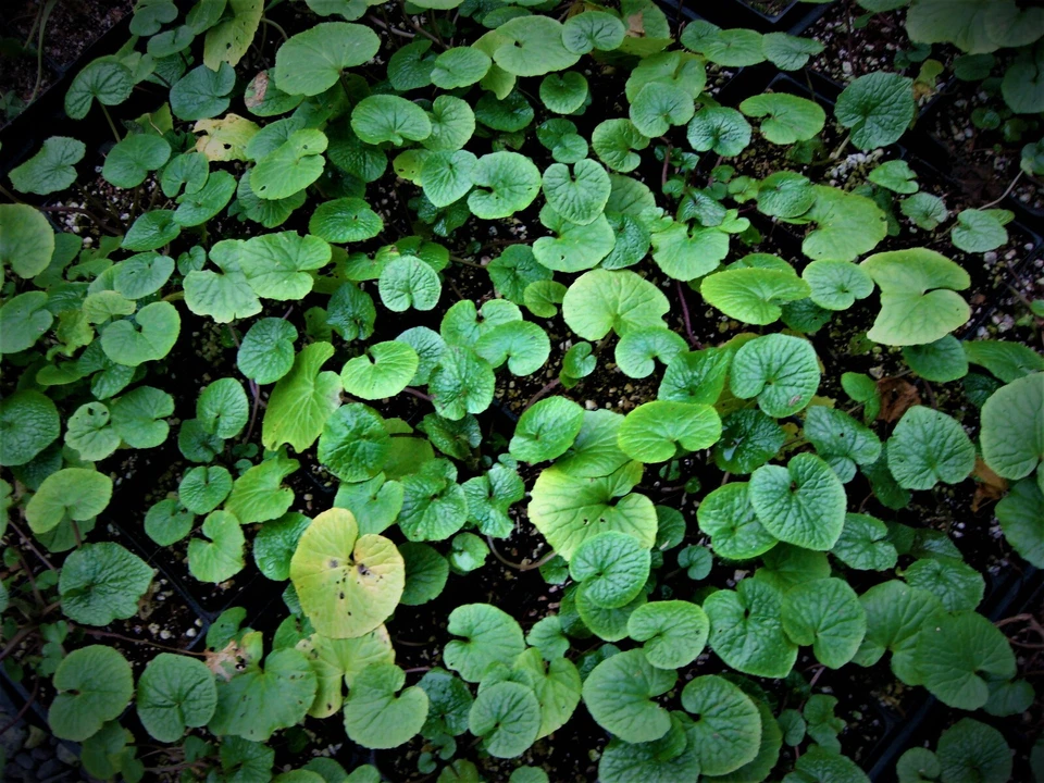 japanese wasabi plantlets for growing, 6 count - Image 4 of 4