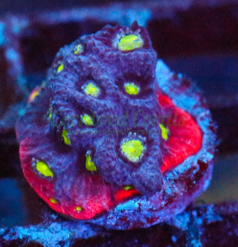 Cornbred's Blood Bath Favia - Frag - LIVE CORAL