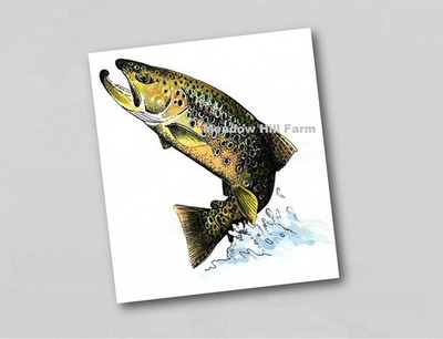 Kühlschrankmagnet Bachforelle Fisch Fliegenfischen Spiel Regenbogen Bach (4)