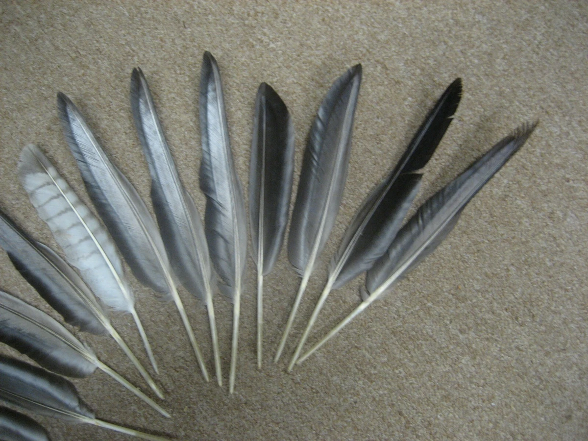 9 Canadian Goose Feathers 12 to 14 (1642)