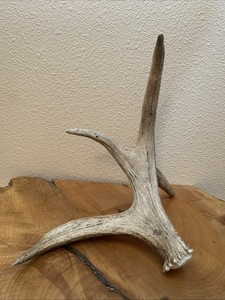 Small Freestanding Shed Moose/Solid For Carving/Great For Lamp/scrimshaw