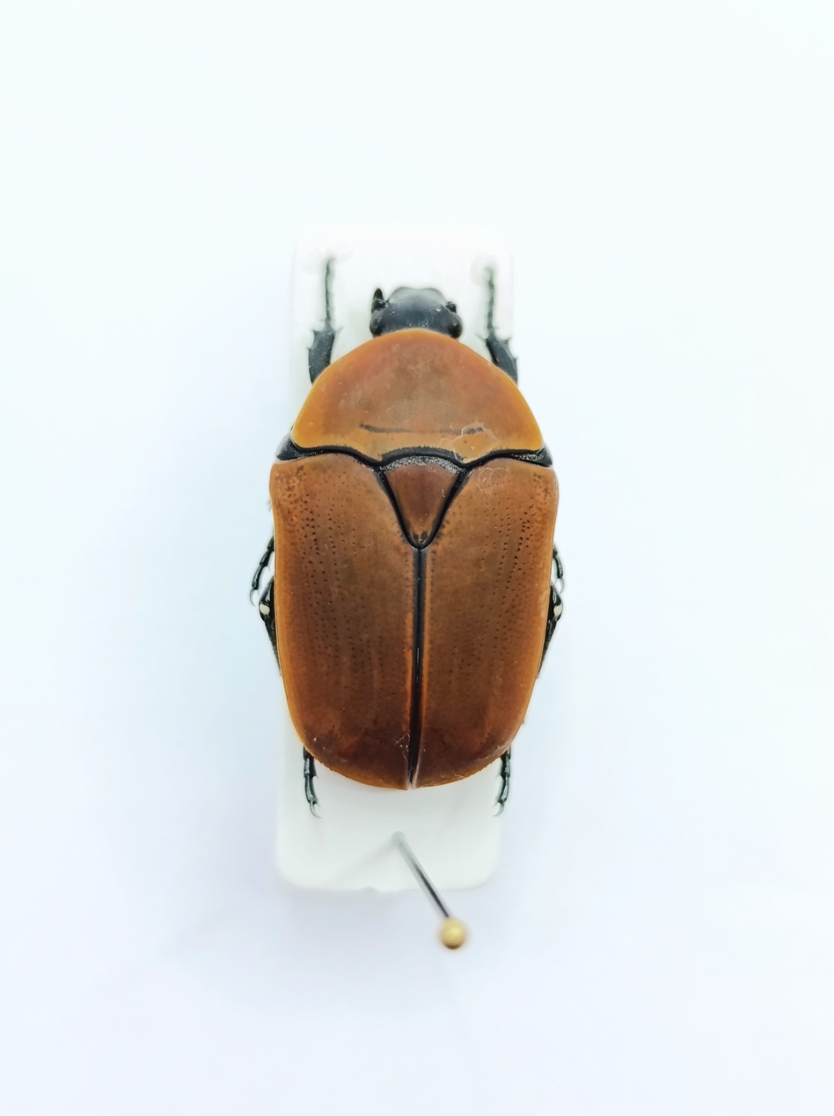 Entomology Taxidermy : Cetoniinae, Pachnoda  Ssp. 21mm+/-. A1