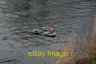 Foto 6x4 Enten am Kai Drebley Diese sind inländisch (oder einmal - inländisch c2008